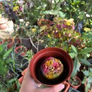 3773b5cb 46f1 4952 B028 D095b0d592bd